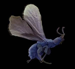 Ref: Fig wasp. Image from Fruit, edible, inedible & incredible. Stuppy & Kesseler. Publ. Papadakis