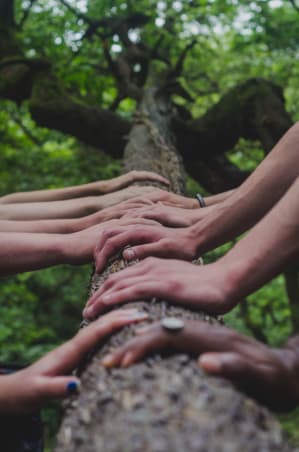 A group of people placing their hands on a tree branch