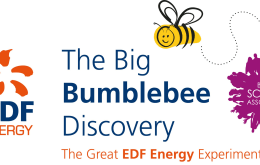 The Big Bumblebee Discovery